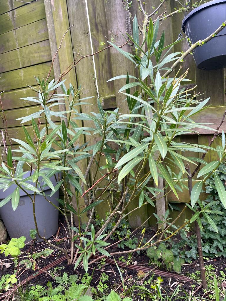 OLEANDERS  97cm,93cm,151cm,161cm,113cm,, Tuin en Terras, Planten | Tuinplanten, Volle zon, Vaste plant, Zomer, Ophalen