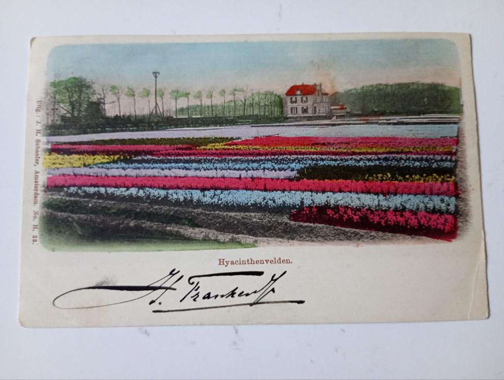 Haarlem Bollenvelden 1901, Ophalen of Verzenden, Voor 1920, Gelopen, Noord-Holland