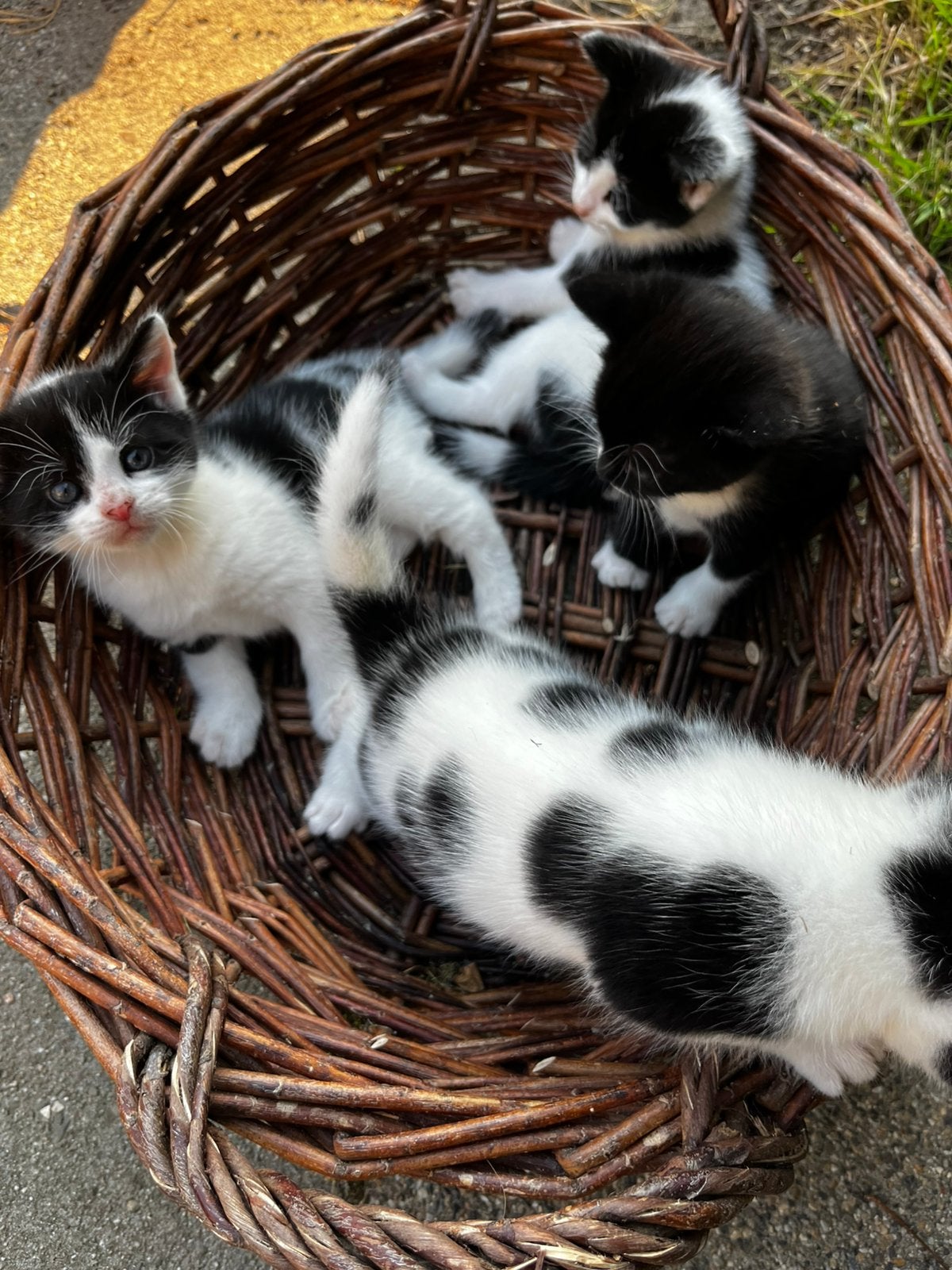 Boerderij kittens, Geslacht onbekend, 0 tot 2 jaar