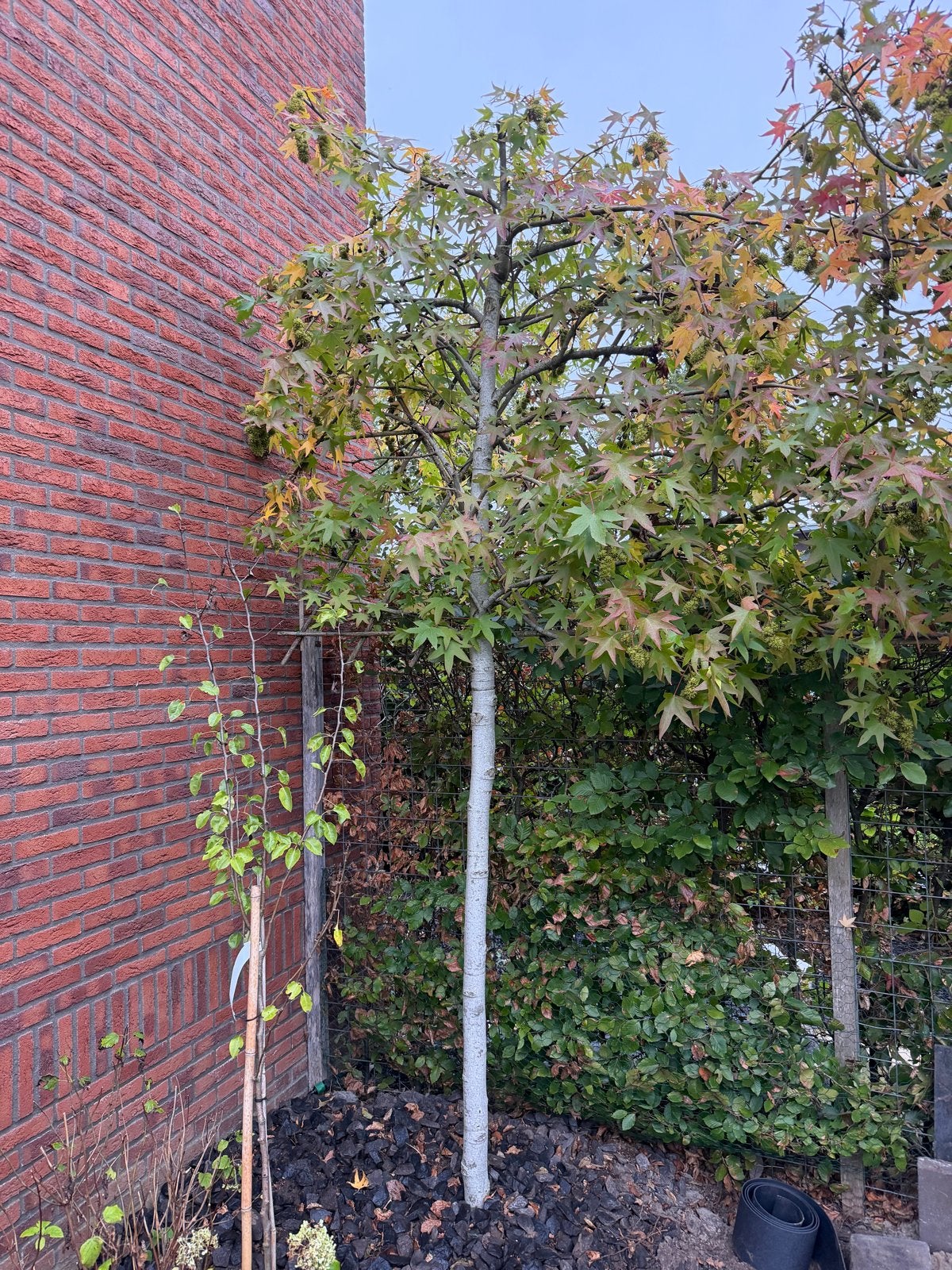 Leiboom Amberboom, Ophalen, Bloeit niet, Leiboom, Halfschaduw