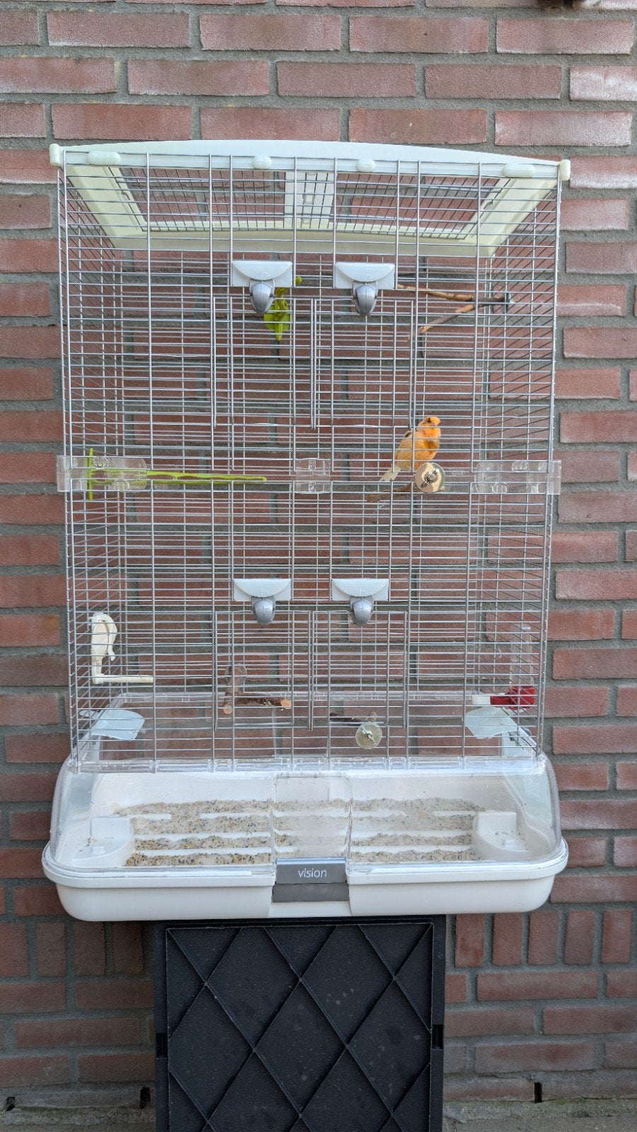 Te koop Oranje kanarie, Dieren en Toebehoren, Vogels | Kanaries, Mannelijk, Bastaard