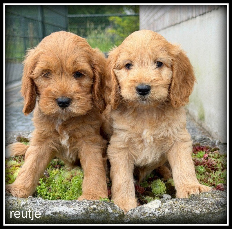 Cockapoo pups, Nederland, Parvo, Overige rassen, 8 tot 15 weken