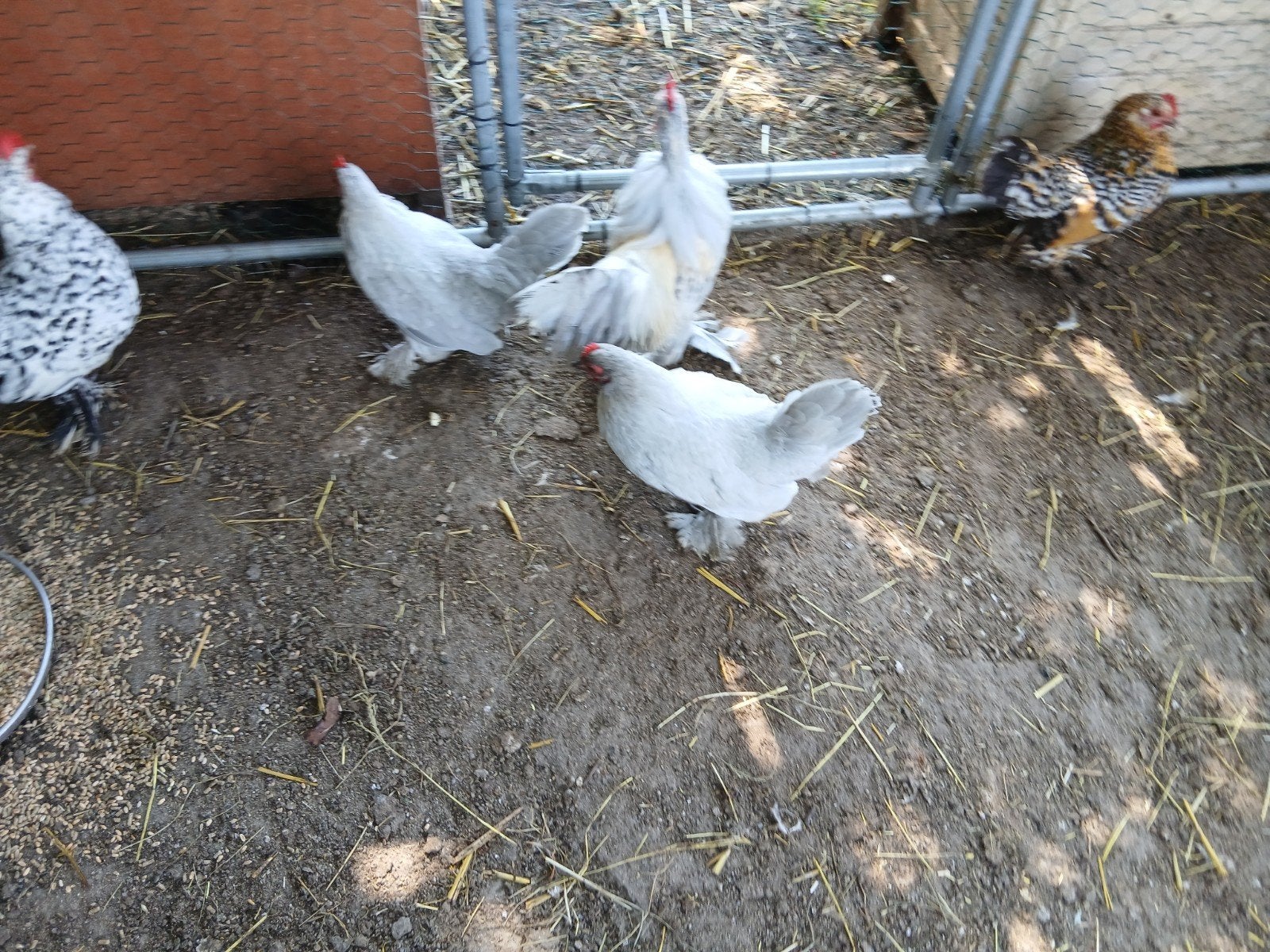 Sabelpootkriel, Dieren en Toebehoren, Pluimvee, Meerdere dieren, Kip