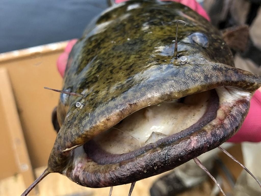 Catfish Meerval Screw Fireball Gippa, Ophalen of Verzenden, Nieuw, Dobber of Lood