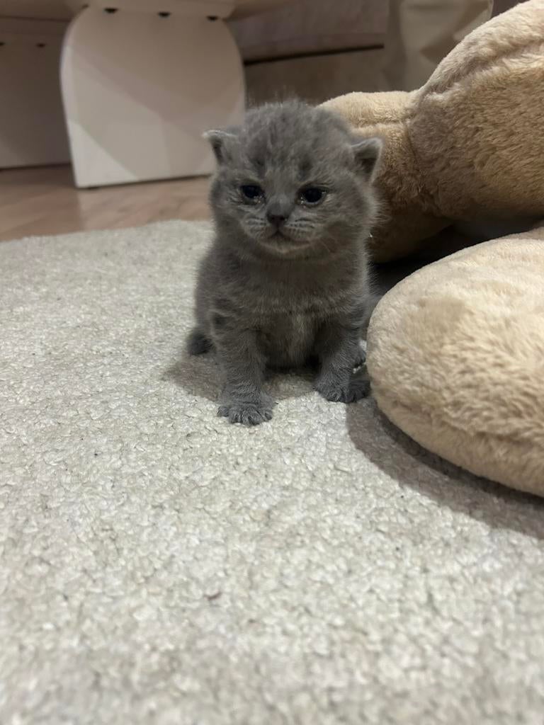Kittens, Dieren en Toebehoren, Katten en Kittens | Raskatten | Korthaar, Poes, Ontwormd