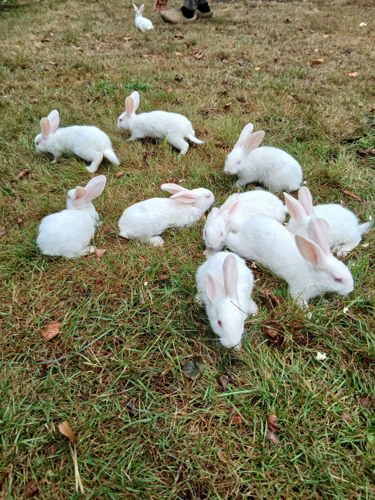 jonge nieuwzeelandse witte, Dieren en Toebehoren, Pluimvee, Meerdere dieren, Overige soorten