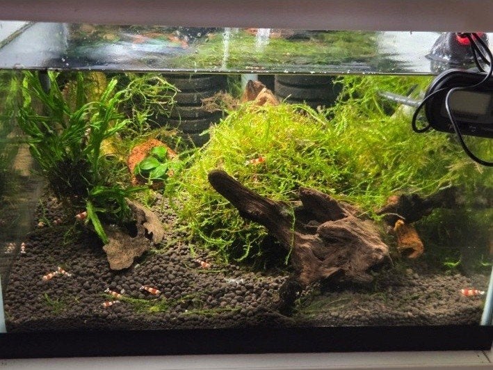 garnalenflat - aquarium kweekstelling, Ophalen, Inclusief deksel, Zo goed als nieuw, Leeg aquarium