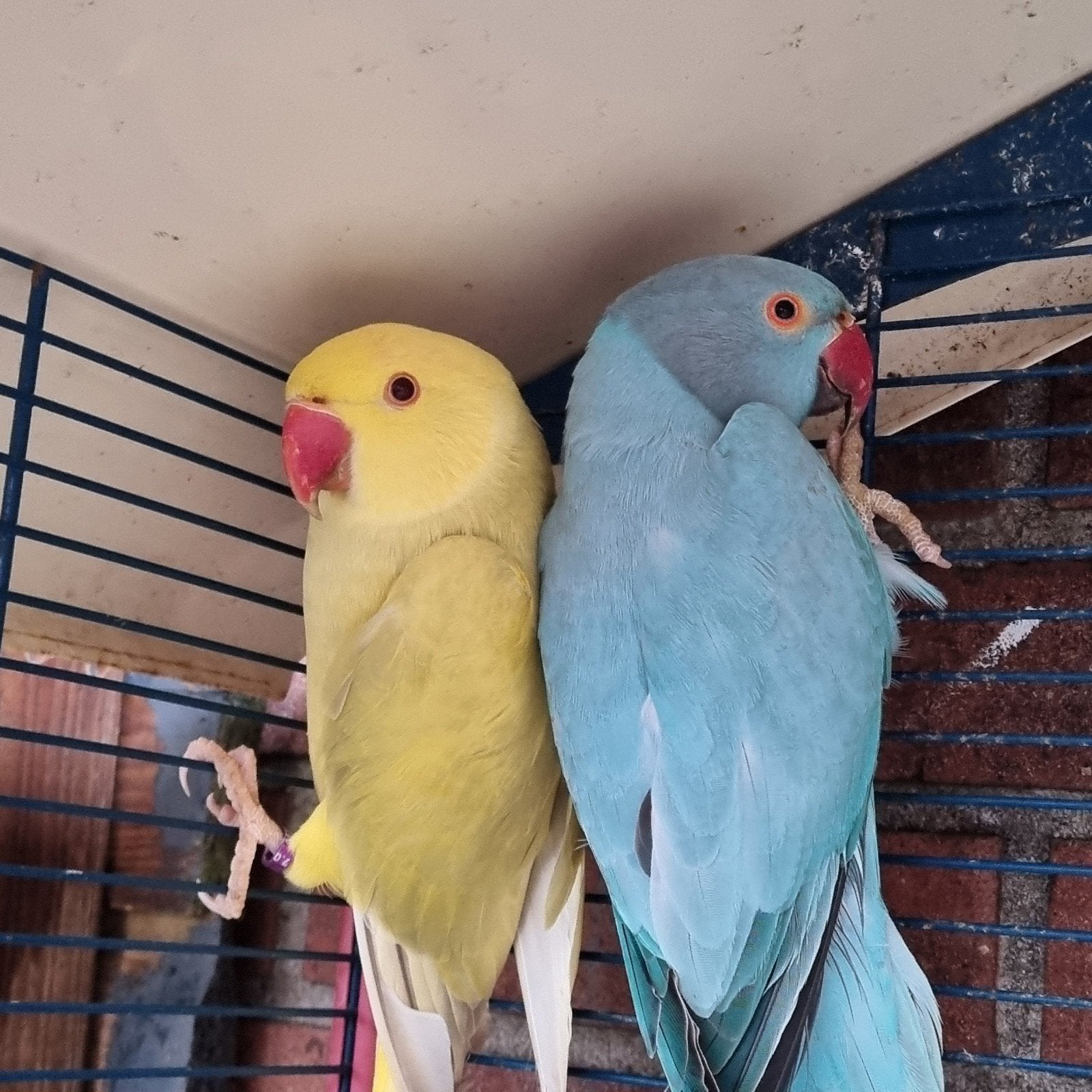 2 papegaaien te koop, Dieren en Toebehoren, Vogels | Parkieten en Papegaaien, Mannelijk, Papegaai