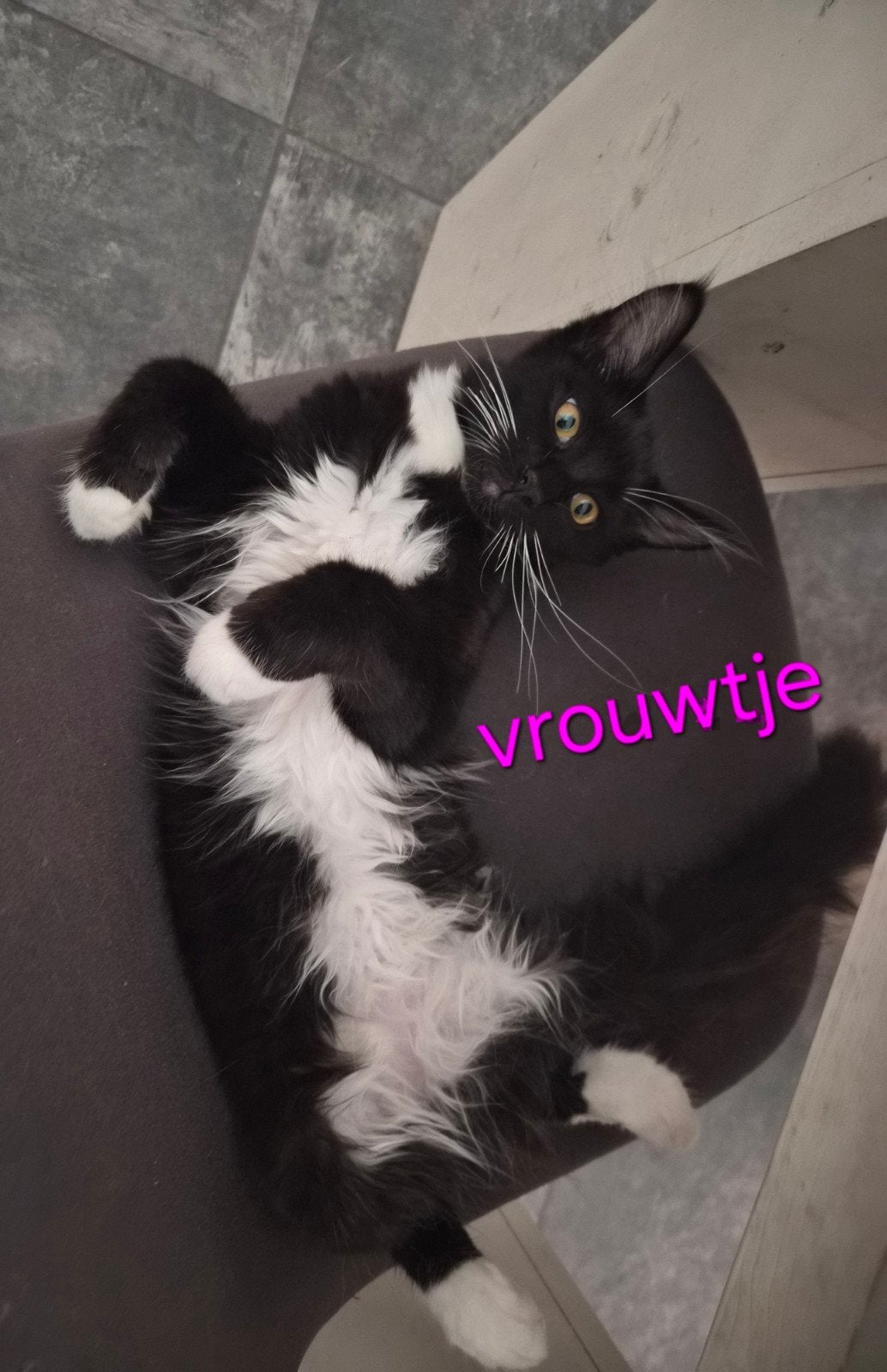 100% MAINCOON RASZUIVER.  MOGEN VERHUIZING   nog 3 kittens, Dieren en Toebehoren, Meerdere dieren, Gechipt, 0 tot 2 jaar