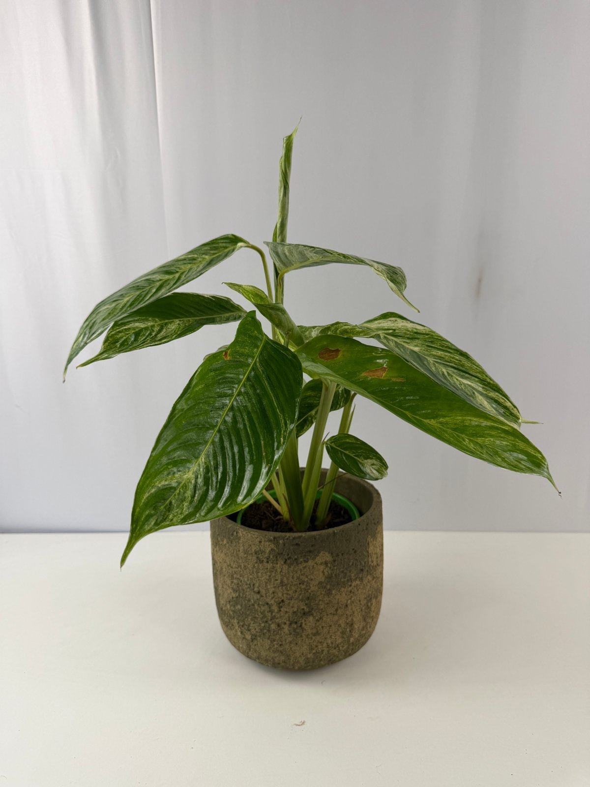 Nieuwe Ctenanthe Charley - Pot 12, Overige soorten, In pot, Minder dan 100 cm, Groene kamerplant