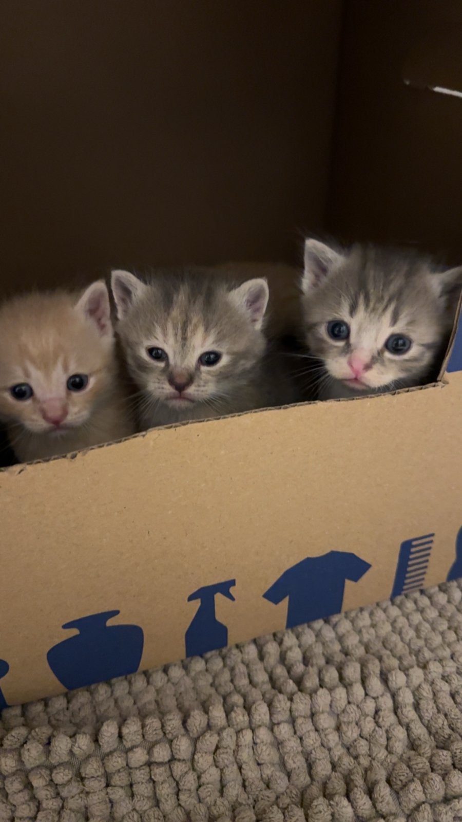 Lieve kittens zoeken een thuis, Dieren en Toebehoren, Katten en Kittens | Overige Katten, Poes, Langharig, 0 tot 2 jaar