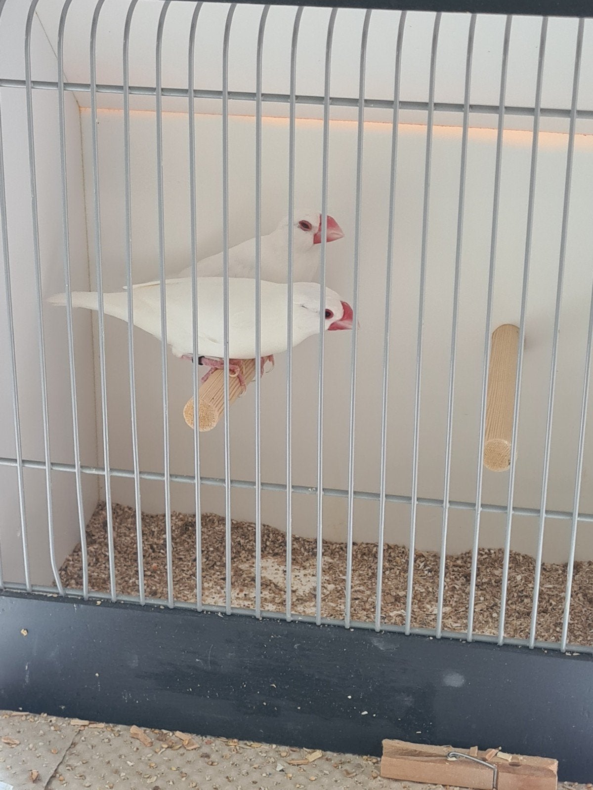 Rijstvogels, Dieren en Toebehoren, Vogels | Overige Vogels, Meerdere dieren, Tropenvogel, Geringd