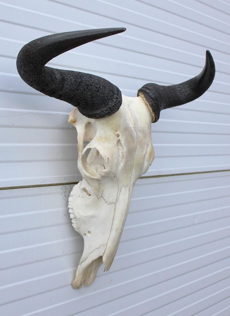 Schedel GESTREEPTE GNU / WILDEBEEST (ref.  A), Ophalen of Verzenden, Gebruikt, Wild dier, Schedel