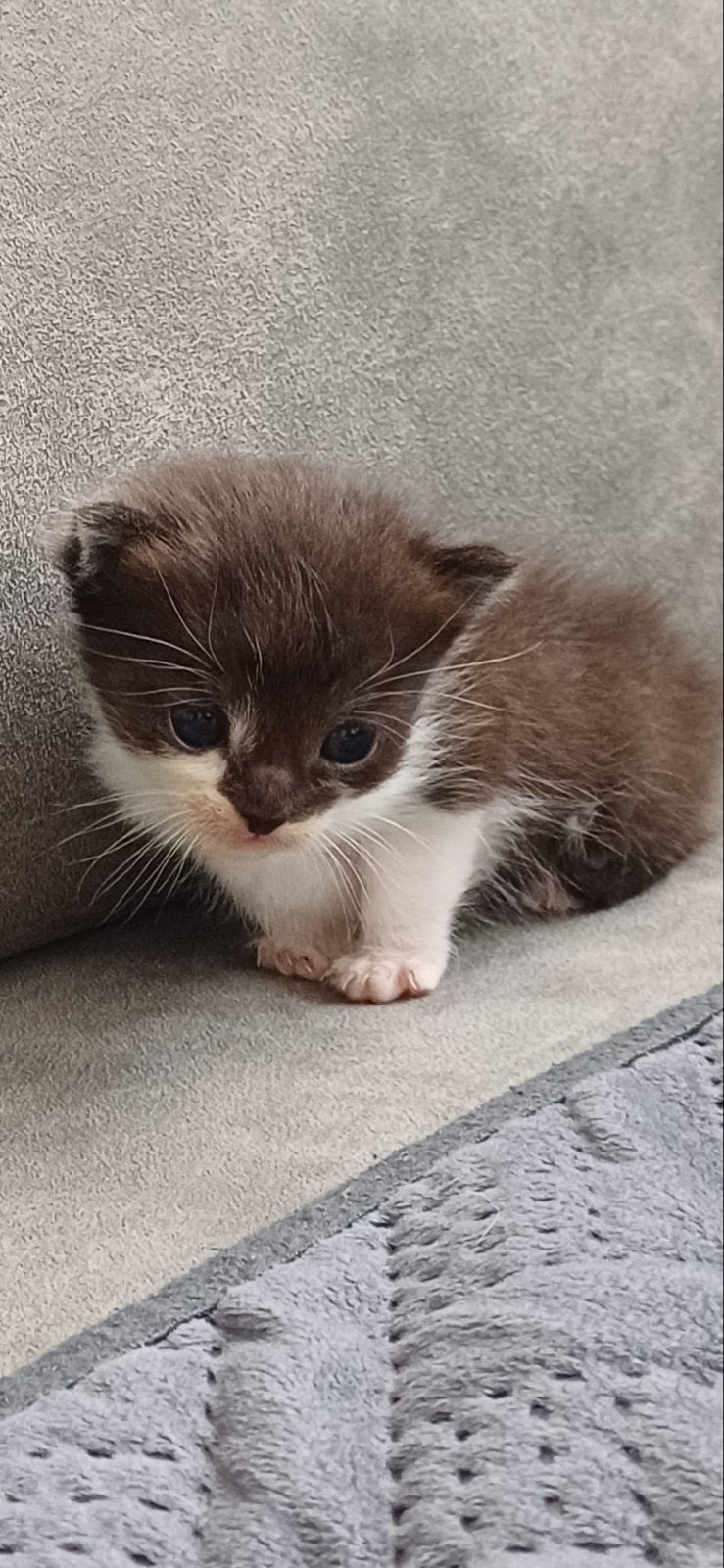 Kittens