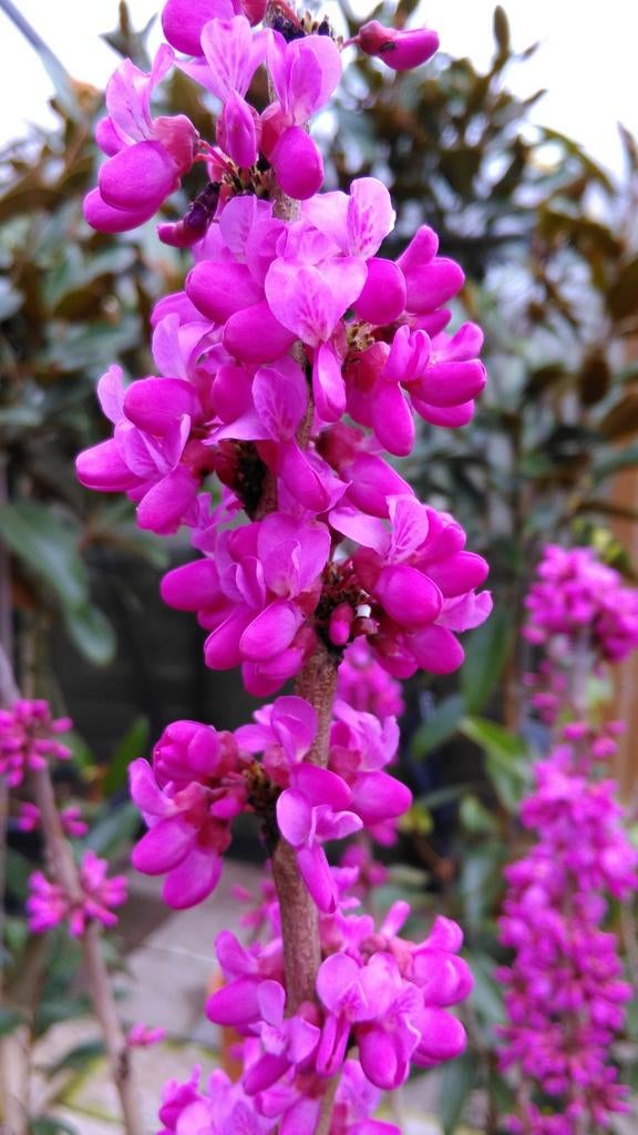 Cercis canadensis Oklahoma  / nieuw ‼️‼️ / zeldzaam, Tuin en Terras, Lente, 250 tot 400 cm, Ophalen, Volle zon
