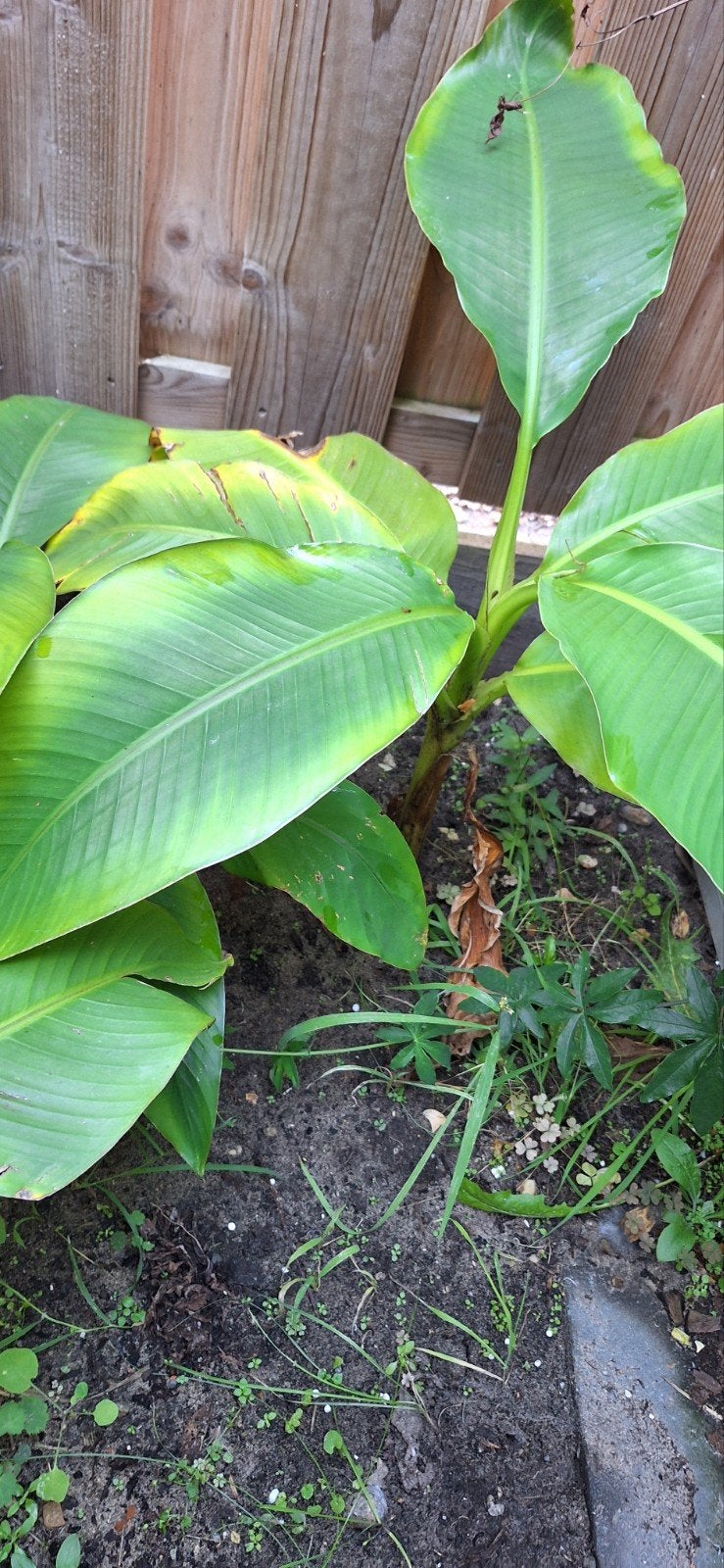 musa basjoo bananenboom, Ophalen, Overige soorten, Volle zon