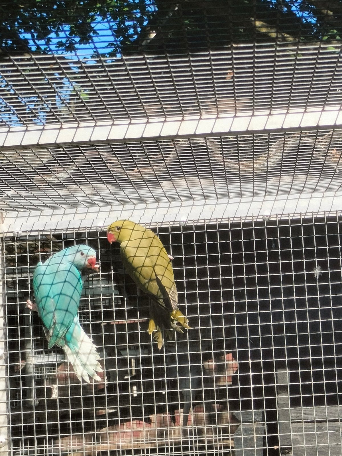 Grijsgroene halsbandparkiet man te koop, Dieren en Toebehoren, Vogels | Parkieten en Papegaaien, Mannelijk, Parkiet, Geringd