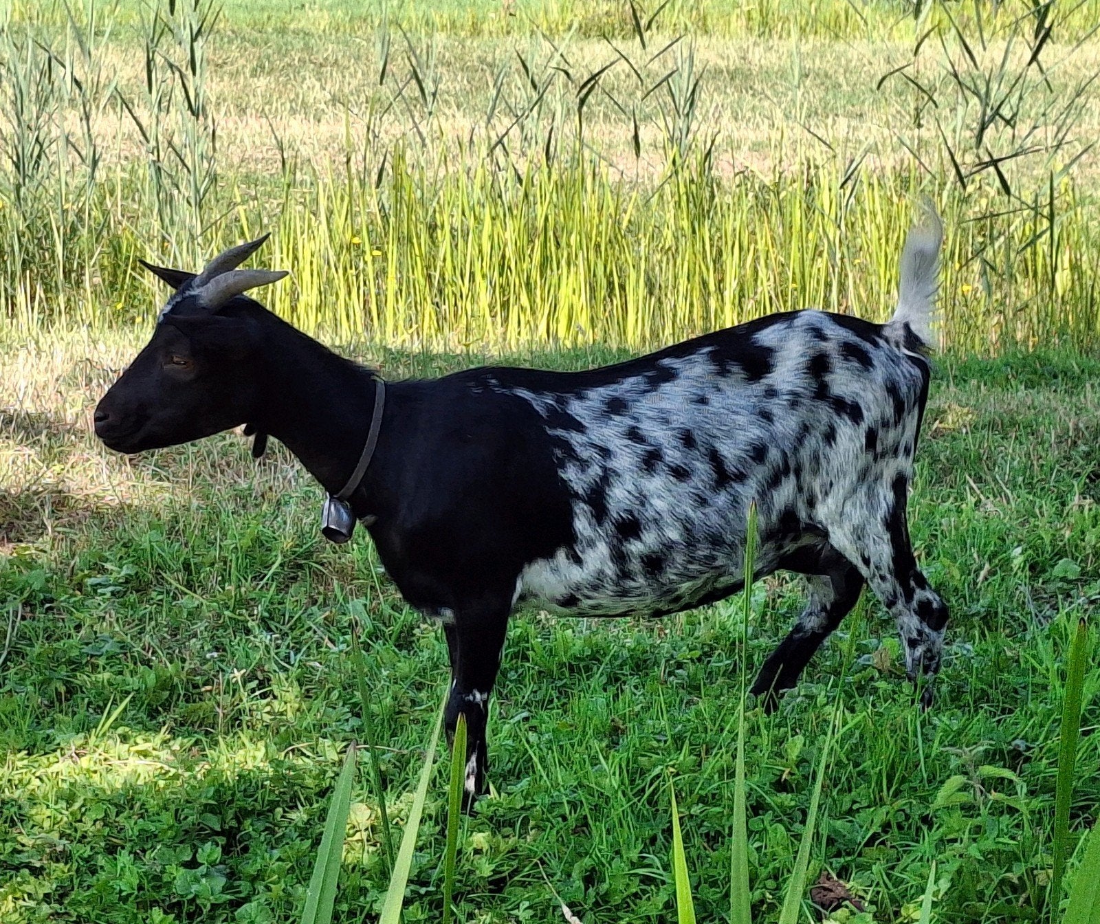 Mooie Zwart witte DWERGGEIT, 3 jaar oud, Dieren en Toebehoren, Schapen, Geiten en Varkens, Vrouwelijk, Geit, 3 tot 5 jaar