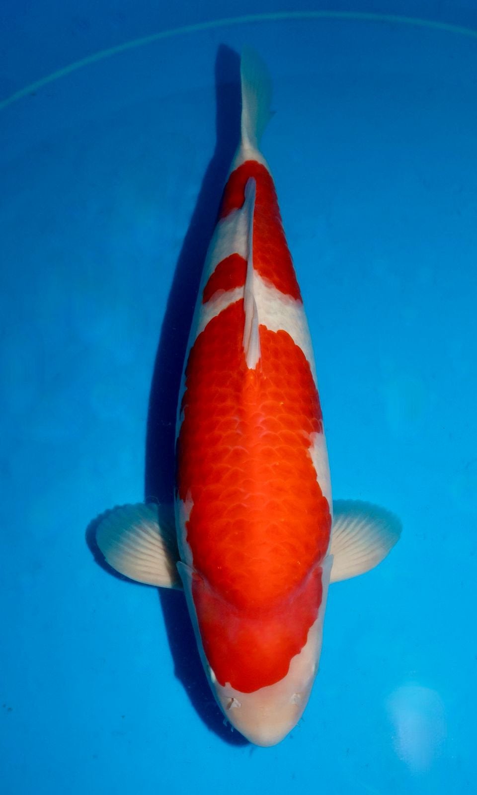 Kohaku japanse kwaliteit koi momotaro, Karper of Koi