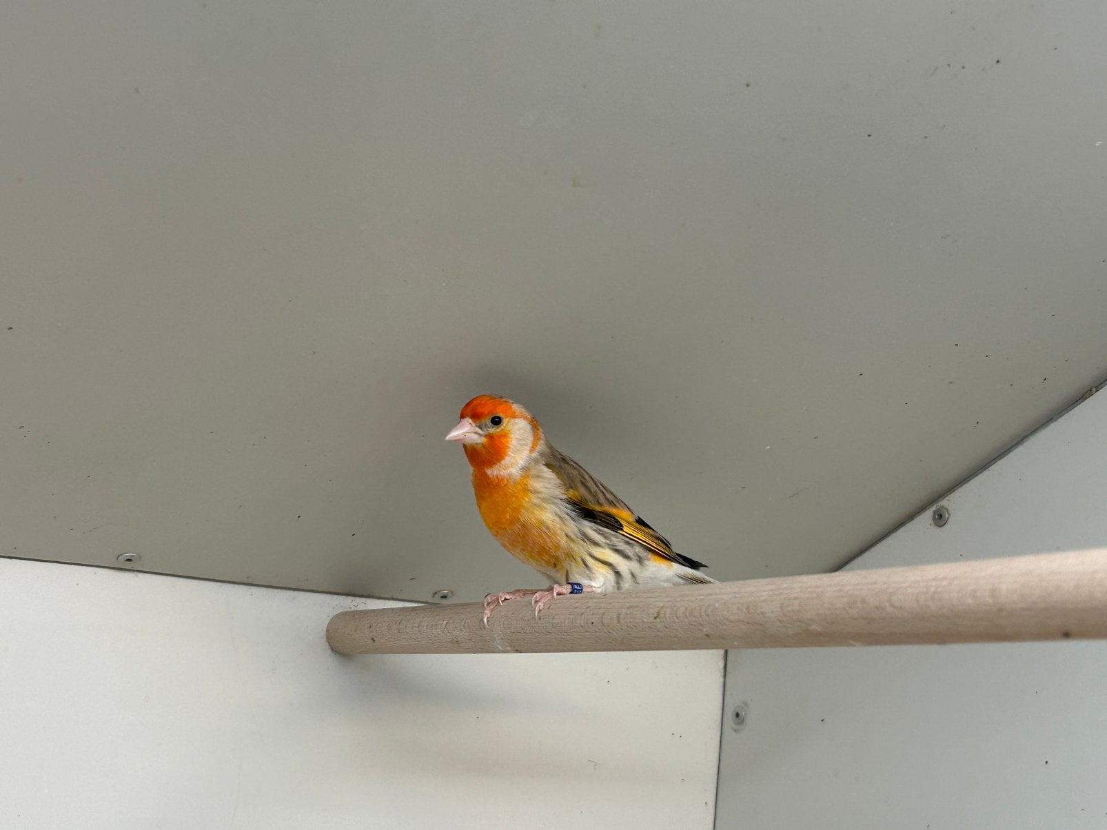 Bastaard Putter x Kanarie, Mannelijk, Wildzangvogel, Geringd