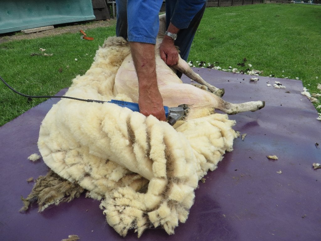 schapen scheren, Dieren en Toebehoren, December, Geslacht onbekend