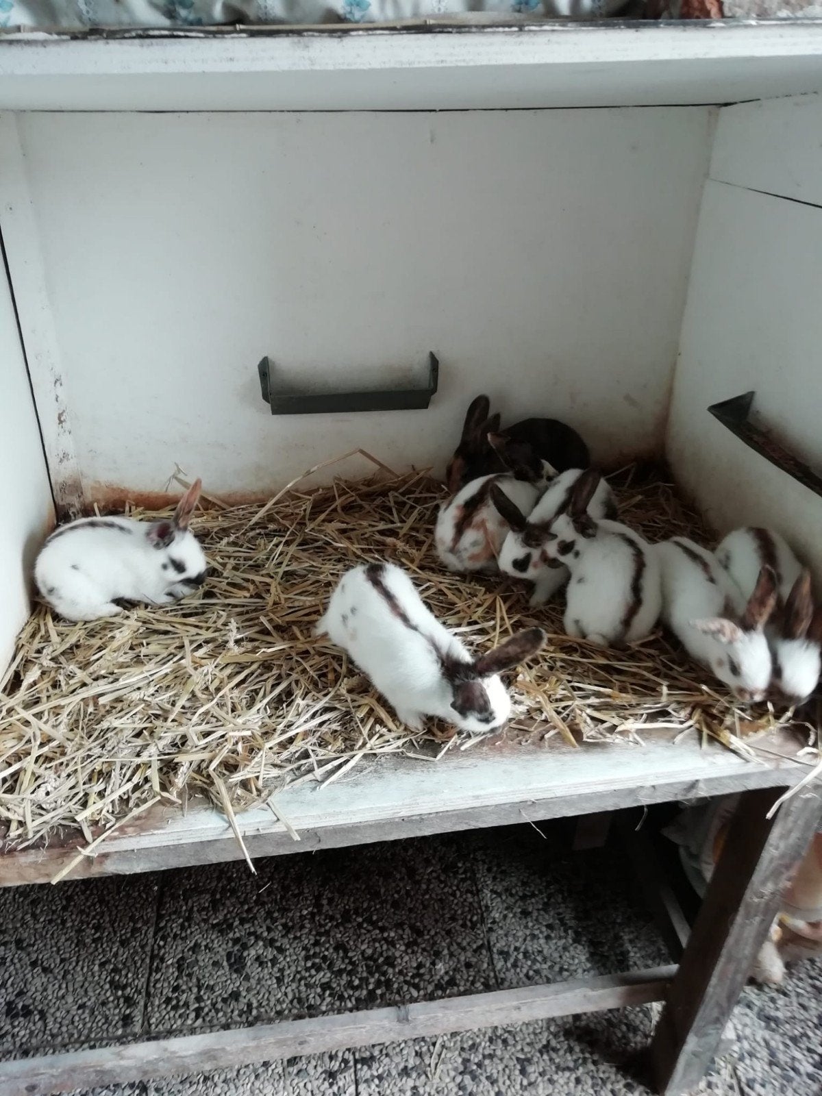 Rijnlander middelgroot te koop, Dieren en Toebehoren, Meerdere dieren, Middelgroot, 0 tot 2 jaar