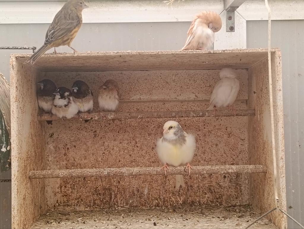 Japanse meeuwen nog 8 stuks, Dieren en Toebehoren, Meerdere dieren