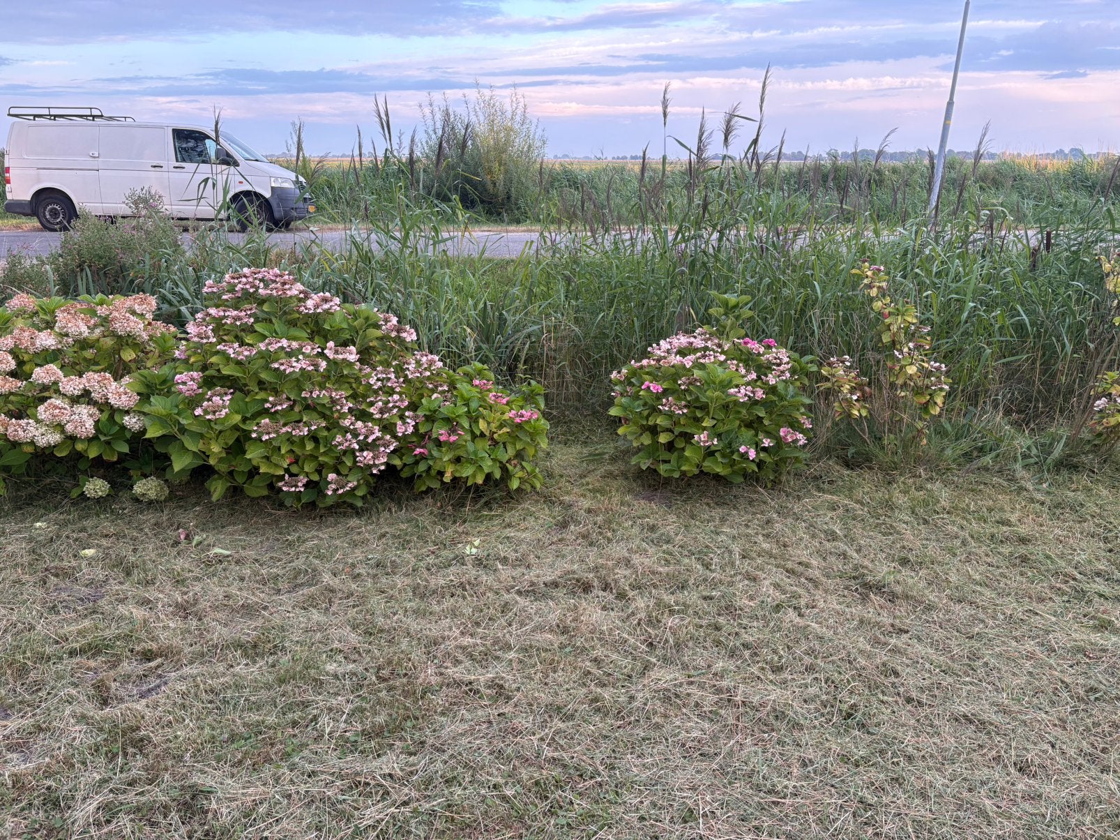 Hortensia, Tuin en Terras, Planten | Struiken en Hagen, Ophalen, Hortensia, Minder dan 100 cm