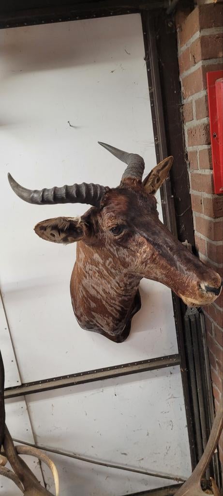 Afrika koppen hoorns jacht jagen spiesbok, Ophalen, Schedel