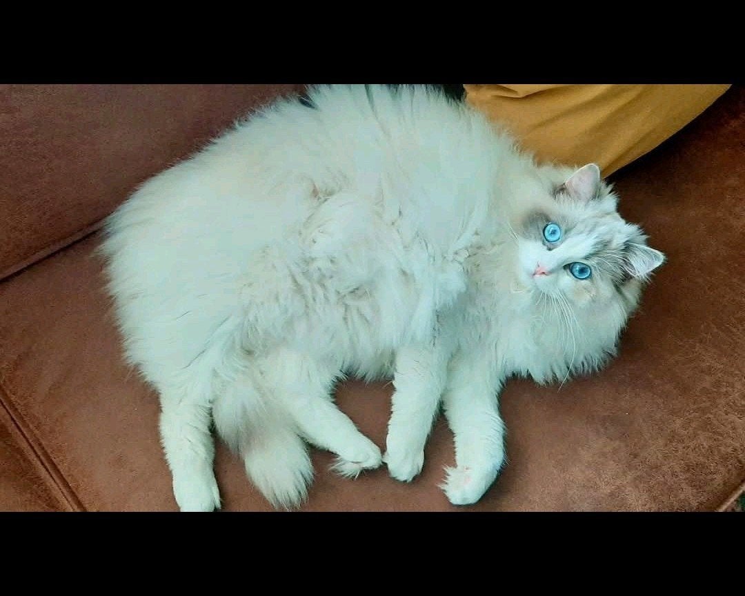 Prachtige ragdoll poes met stamboom, Poes, Met stamboom, 3 tot 5 jaar