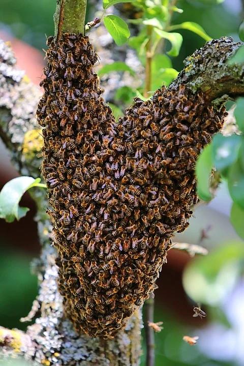 Bijenzwerm gezocht, Tuin en Terras, Bloembollen en Zaden, Ophalen of Verzenden, Volle zon