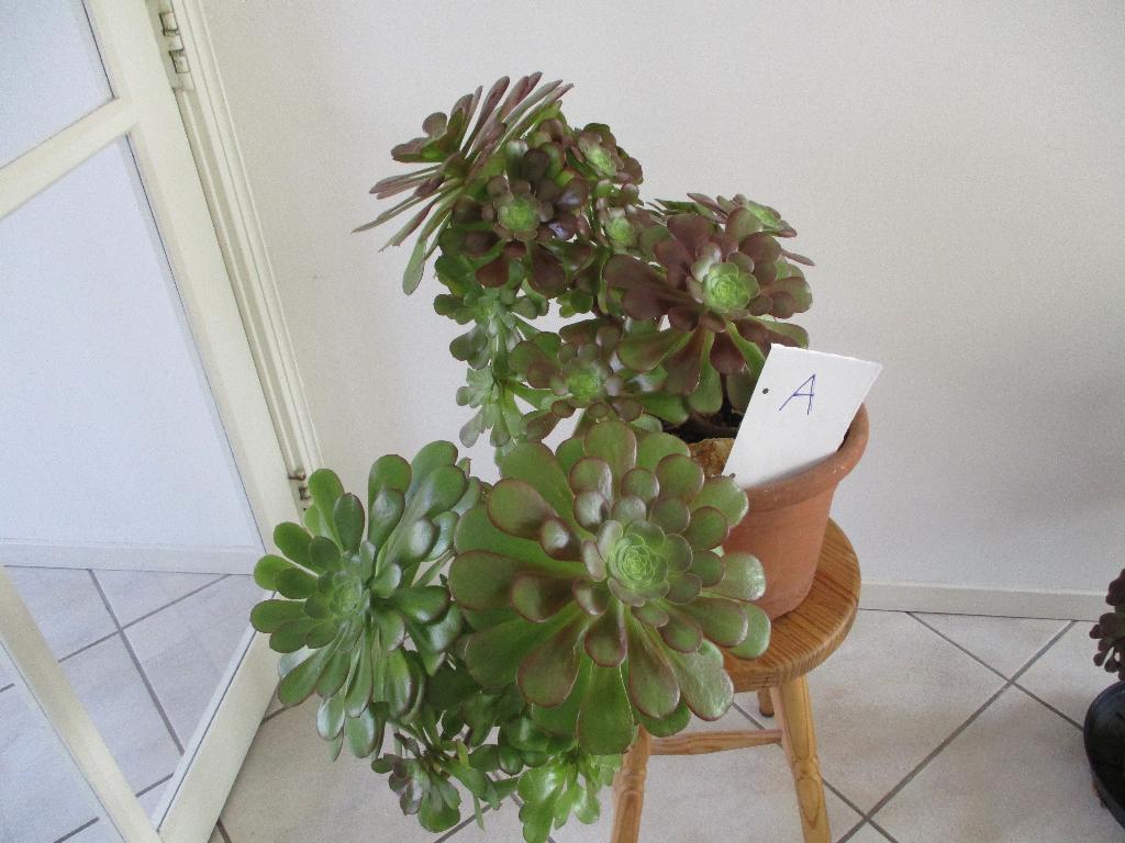 Aeonium vetplanten, Tuin en Terras, Vaste plant, Bloeit niet, Halfschaduw, Ophalen