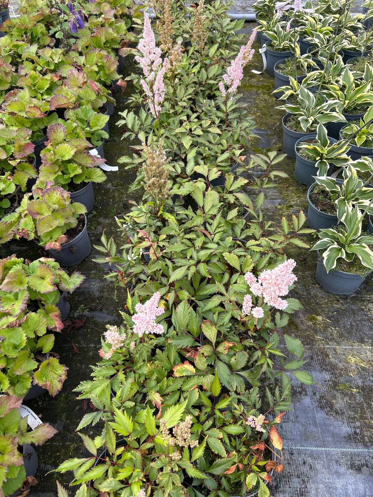 Astilbe 'Peach Blossom' in 2 liter pot, Tuin en Terras, Vaste plant, Halfschaduw, Zomer, Ophalen