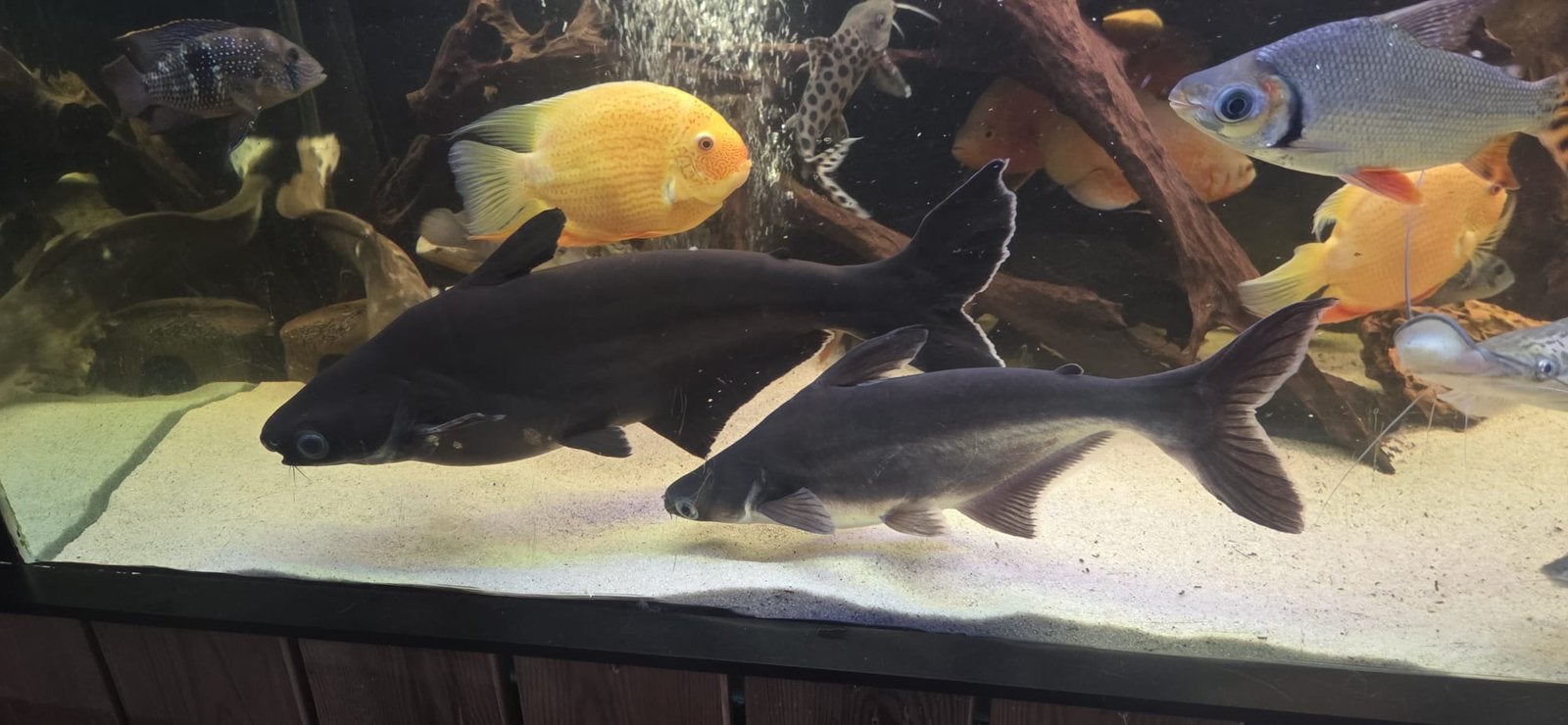 Pangasius haaien 50 en 65 cm groot!, Dieren en Toebehoren, Vis