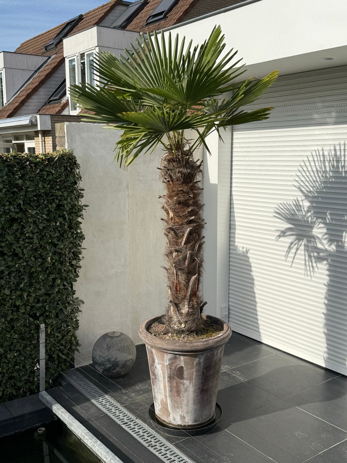Trachycarpus palm in Impruneta pot - ca. 2.25m hoog, Volle zon, Vaste plant, Bloeit niet, Ophalen