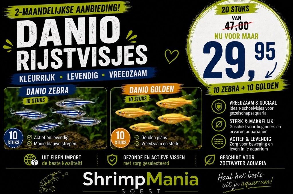 Aanbieding: 20 Stuks 2x10 Danio Zebra en de Golden, Dieren en Toebehoren, Vis, Zoetwatervis, Schoolvis