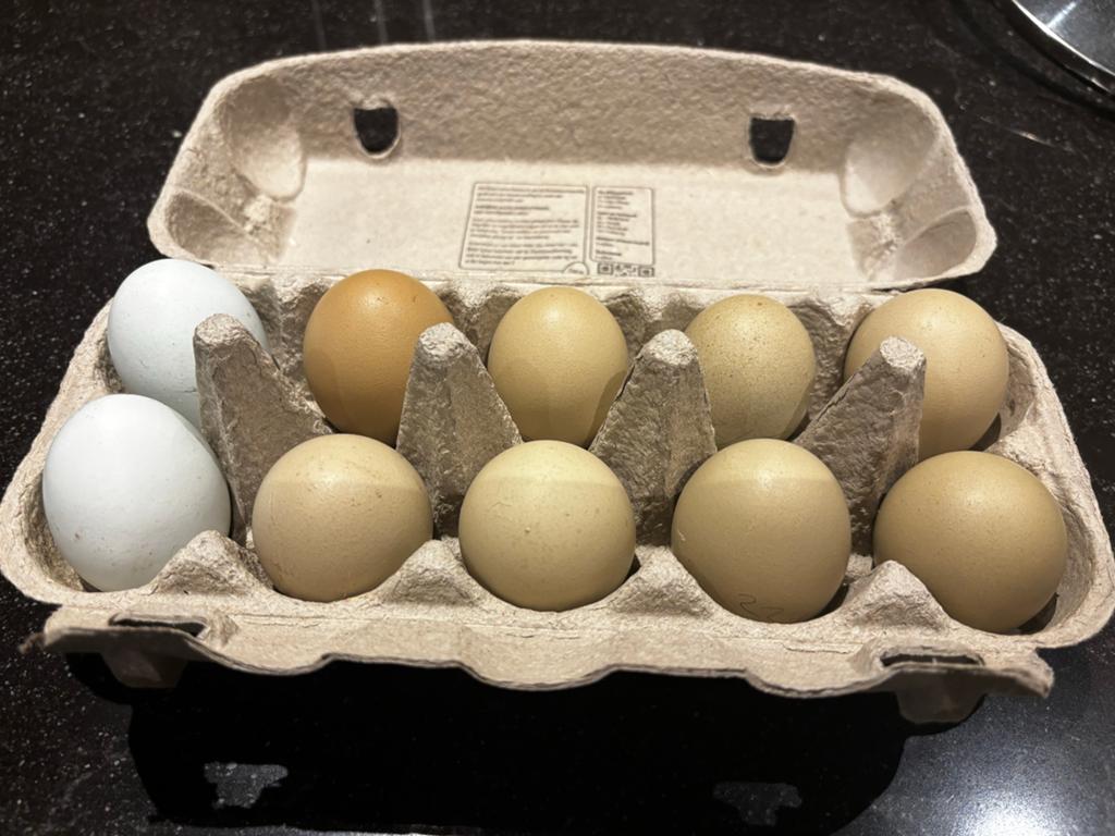 Broedeieren groenleggers mix Marans en Araucana, Dieren en Toebehoren, Pluimvee, Geslacht onbekend, Kip