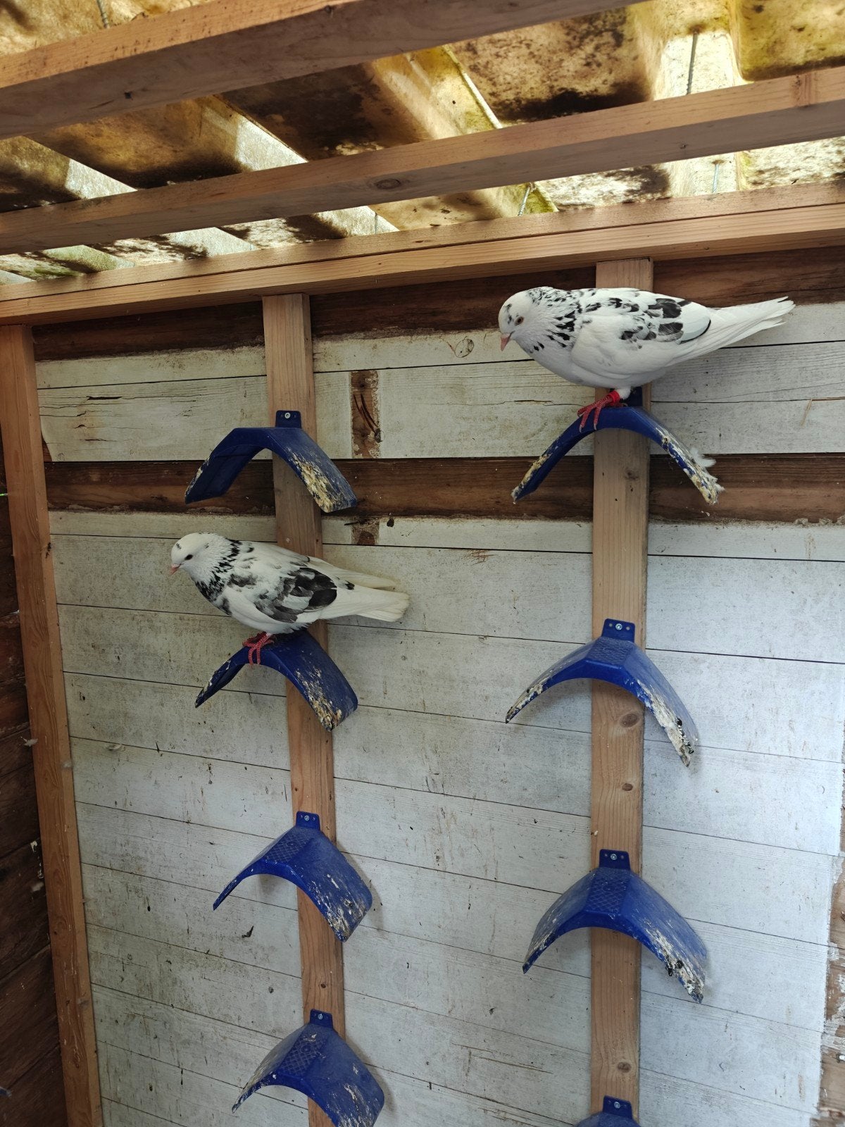Hoogvliegers 5 x gratis afhalen, Dieren en Toebehoren, Vogels | Overige Vogels, Meerdere dieren