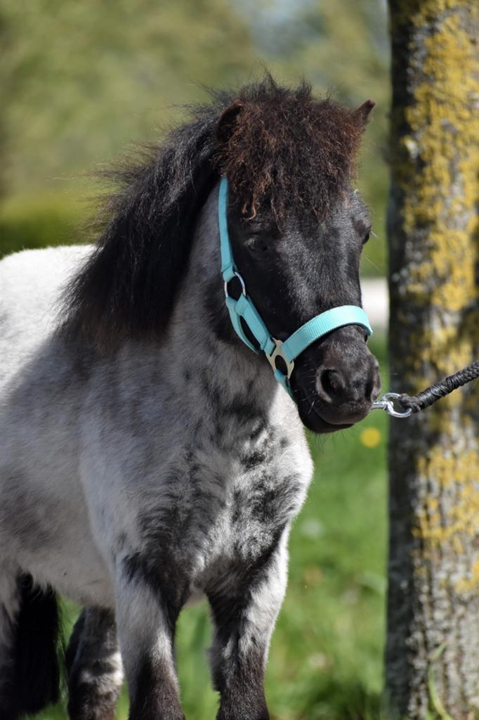 UNIEKE & HELE LIEVE  SHETLANDER RUIN, Dieren en Toebehoren, Pony's, Ruin, A pony (tot 1.17m), Recreatiepony, 0 tot 2 jaar, Gechipt