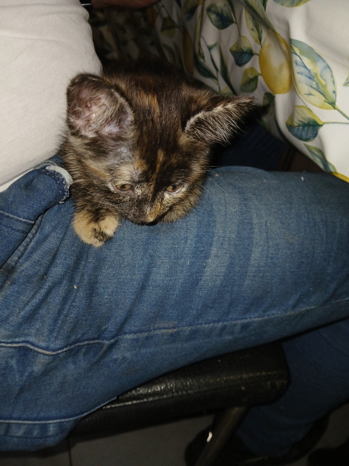 4 kittens 8 weken oud, Meerdere dieren, 0 tot 2 jaar
