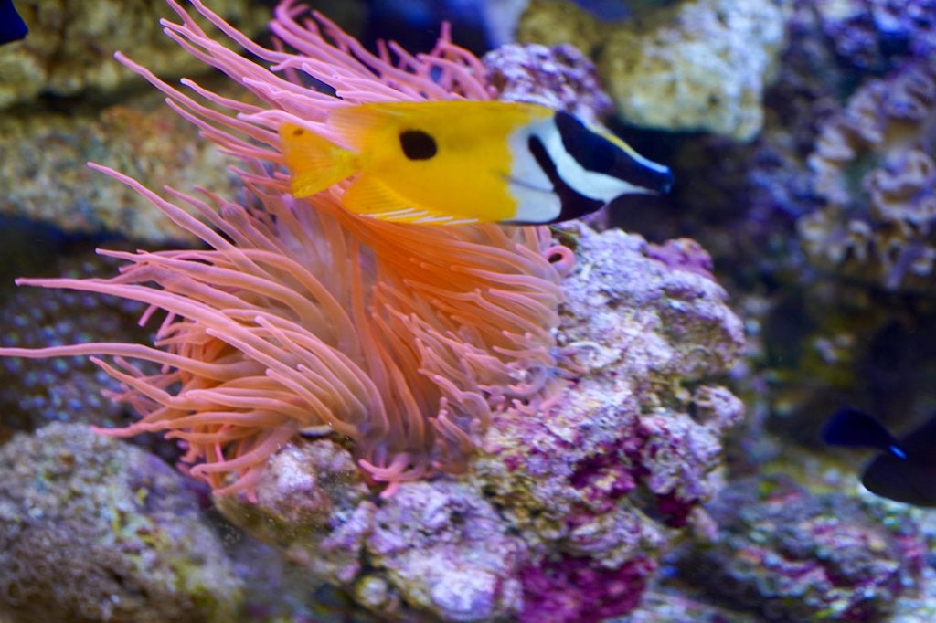 'zeeaquarium', Dieren en Toebehoren, Ophalen of Verzenden, Gevuld zeewateraquarium