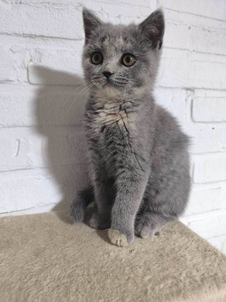 Raszuiver Brits Korthaar kittens, Meerdere dieren, Ontwormd, 0 tot 2 jaar