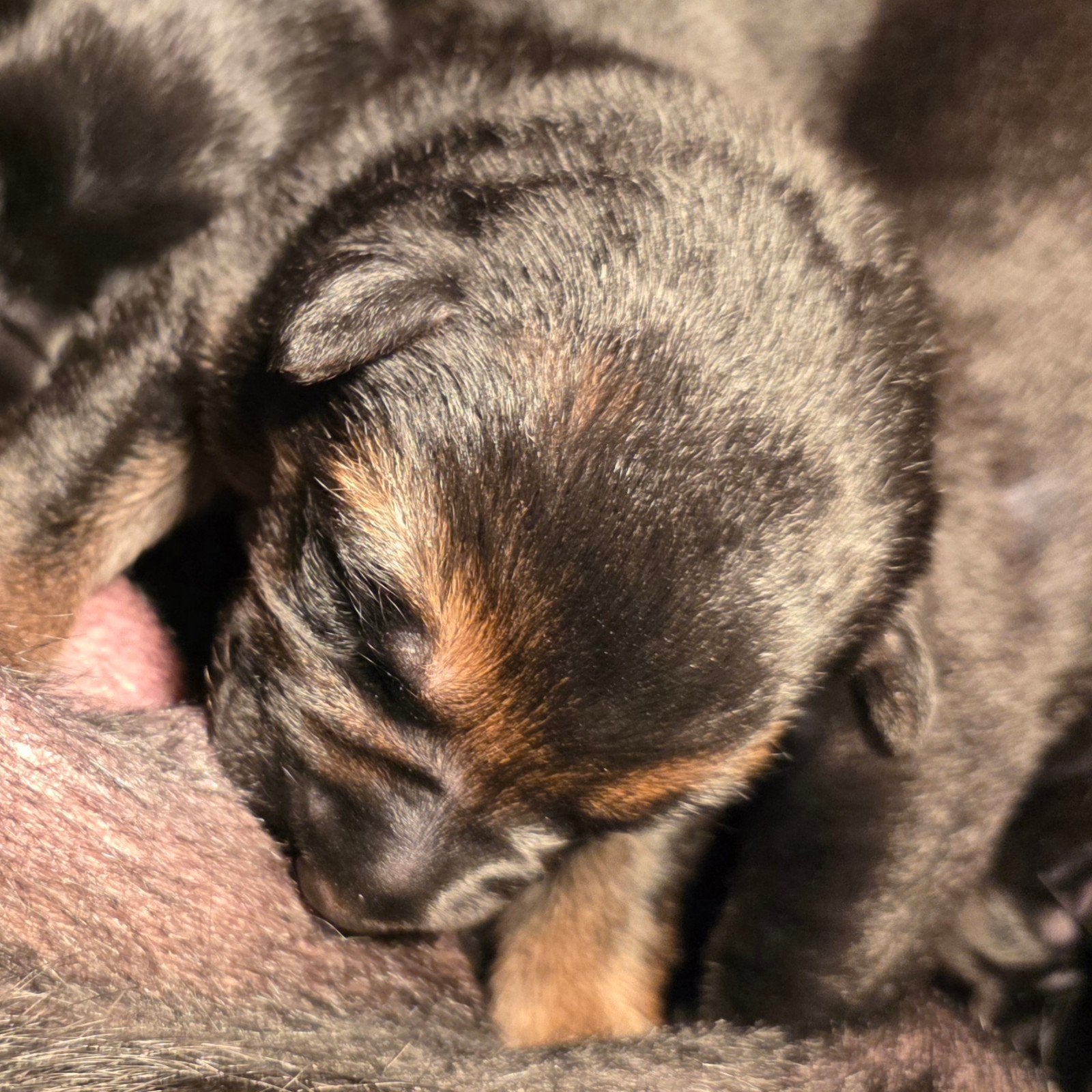 Pups! Labrador x herder. va half dec weg, 8 tot 15 weken, Groot, CDV (hondenziekte), Meerdere