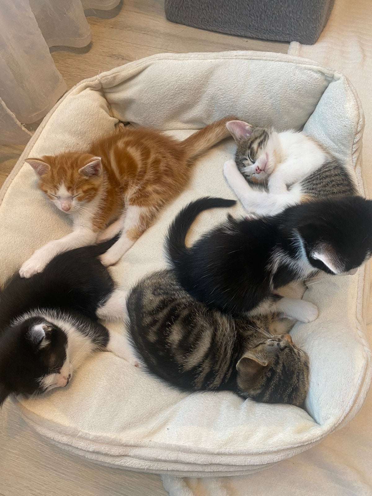 Kittens, Meerdere dieren