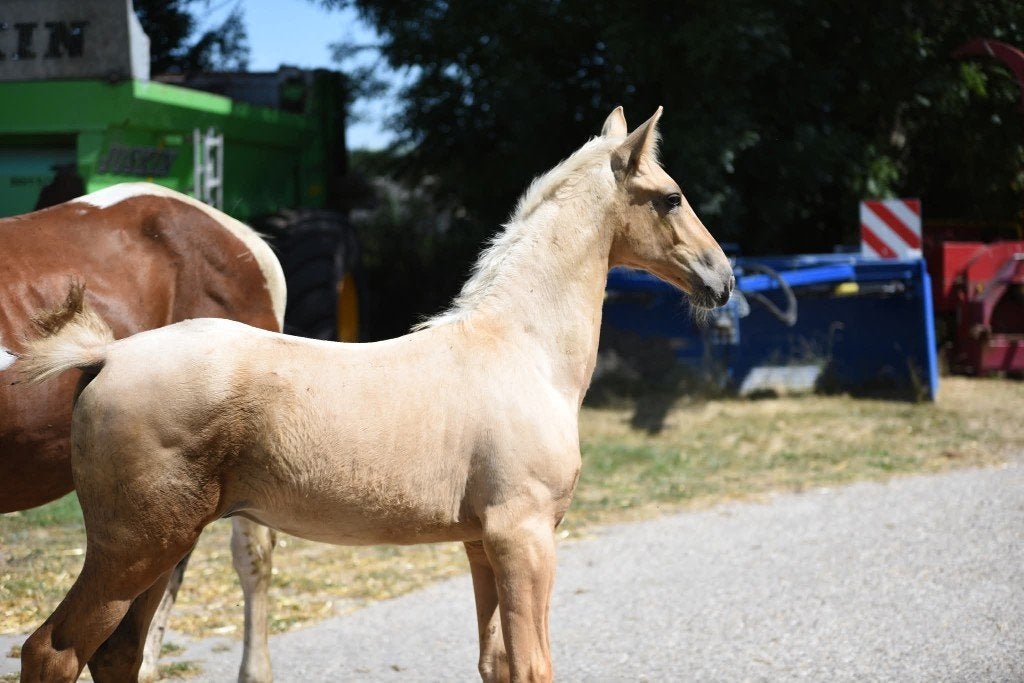 Super mooi palomino hengstveulen. Odin x ster sport Zizitop, Met stamboom, Niet van toepassing, Dressuurpaard, 0 tot 2 jaar