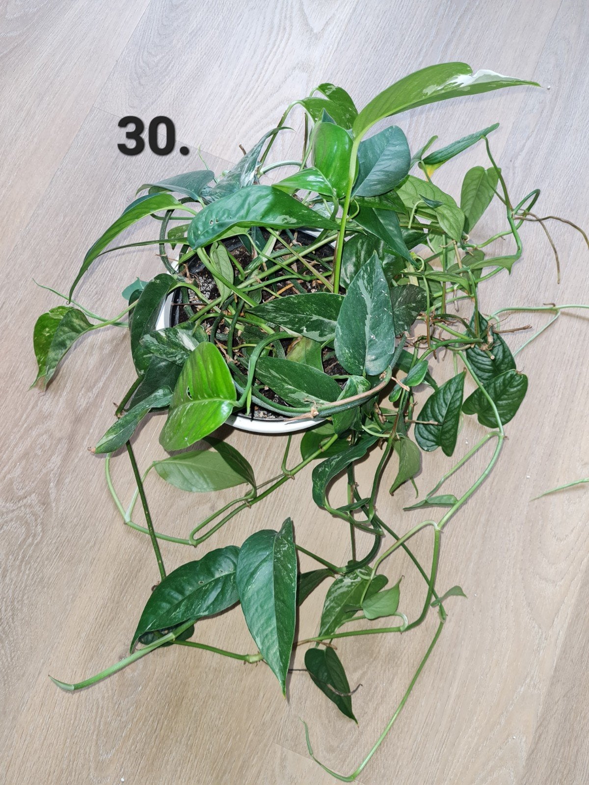 Combi van epipremnum pinnatum var. en Monstera siltepecana, Huis en Inrichting, Kamerplanten, Ophalen of Verzenden, Halfschaduw