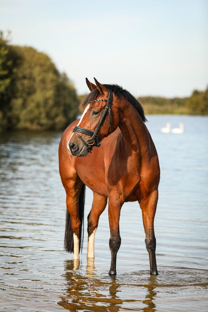7 jarige bruine merrie zoekt haar lievelingsmens, Merrie, Met stamboom, Dressuurpaard, L