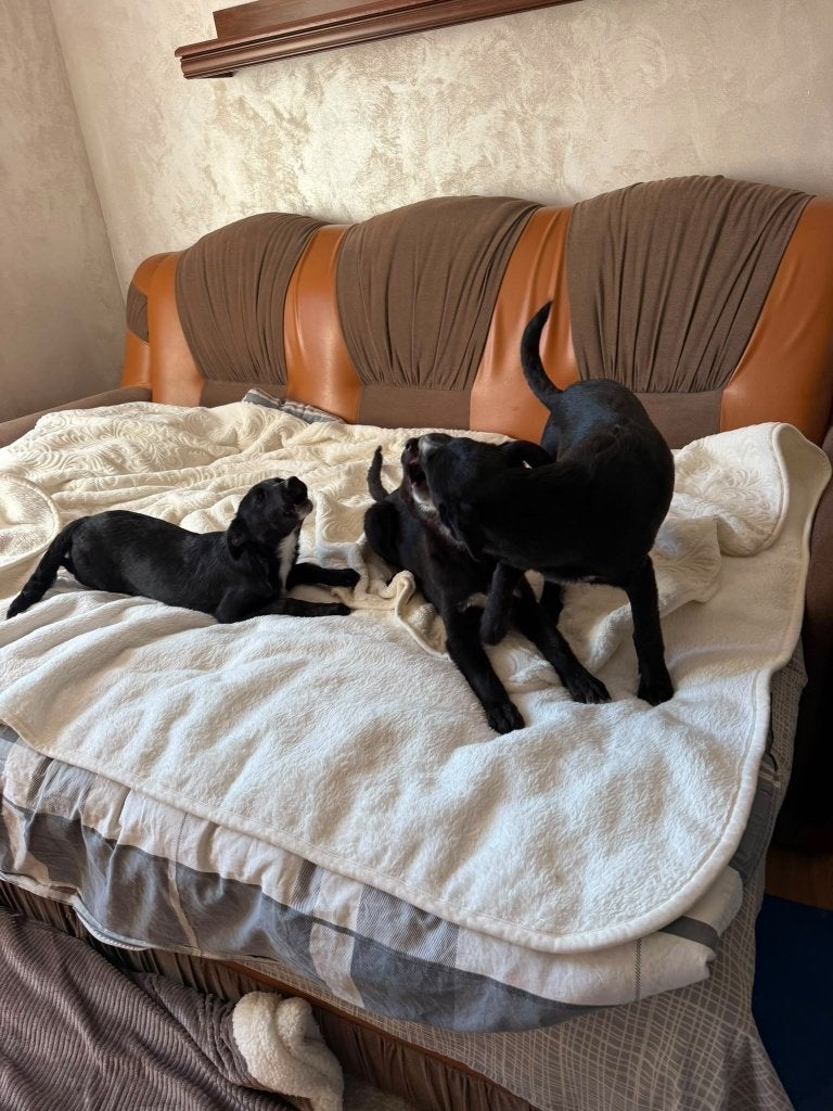 Lieve puppy's uit Roemenie zoeken een liefdevol thuis., Dieren en Toebehoren, Particulier, 8 tot 15 weken, Buitenland, Meerdere