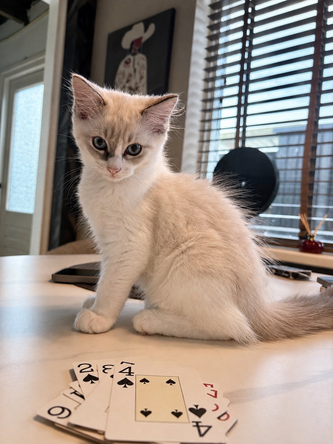 Bijzondere Ragdoll Kitten met Stamboom😍 Mag nu verhuizen, Kater, Met stamboom, 0 tot 2 jaar