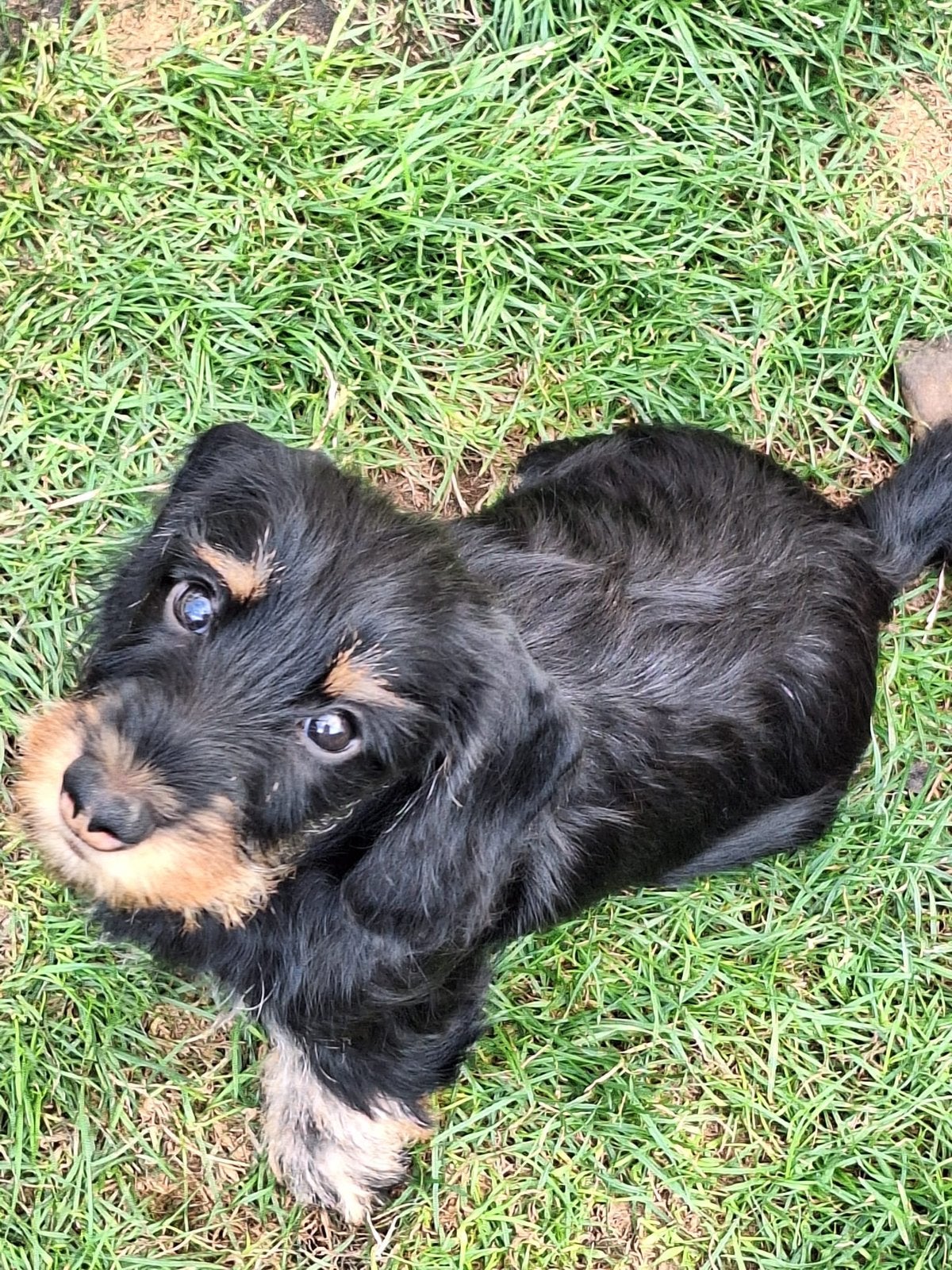 Te koop; Ruwharige Black and Tan Dwerg  pups., Dieren en Toebehoren, Kaninchen, Parvo, 8 tot 15 weken, Meerdere